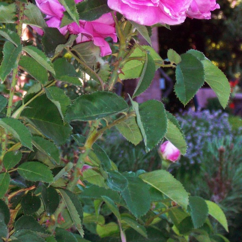 Rosa Baronne Prévost - Hybrid Perpetual rose (Foliage)