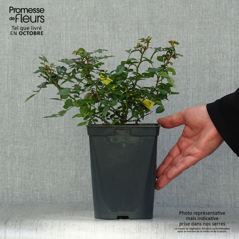 Rosa Bees Paradise Gelb - Patio Rose 3L/4L pot sample as delivered in autumn