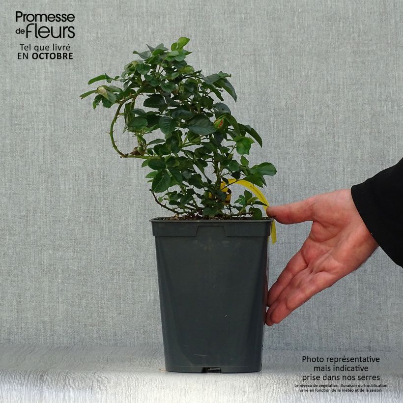 Rosa Bees Paradise Mango - Patio Rose 3L/4L pot sample as delivered in autumn