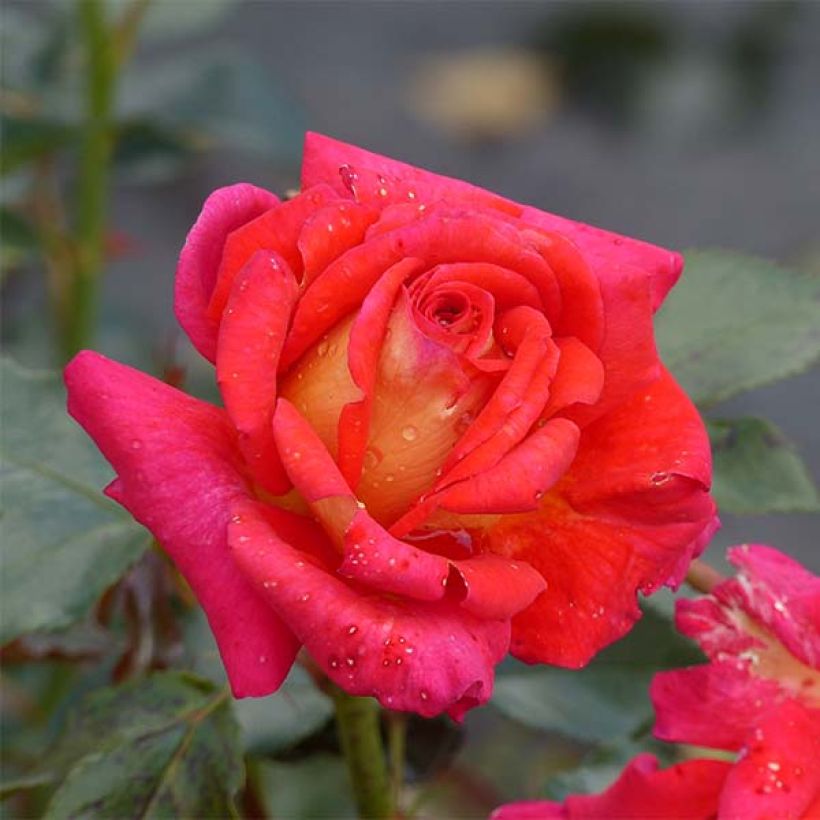Rosa Parfum de Grasse  (Flowering)