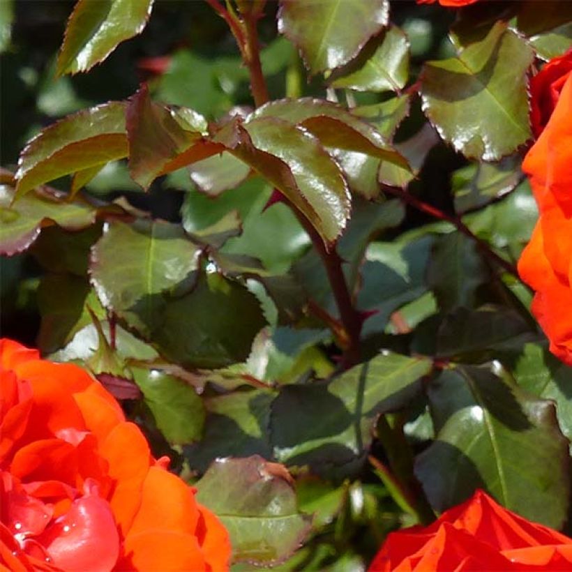 Rosa x floribunda 'Remembrance' - Floribunda Rose (Foliage)