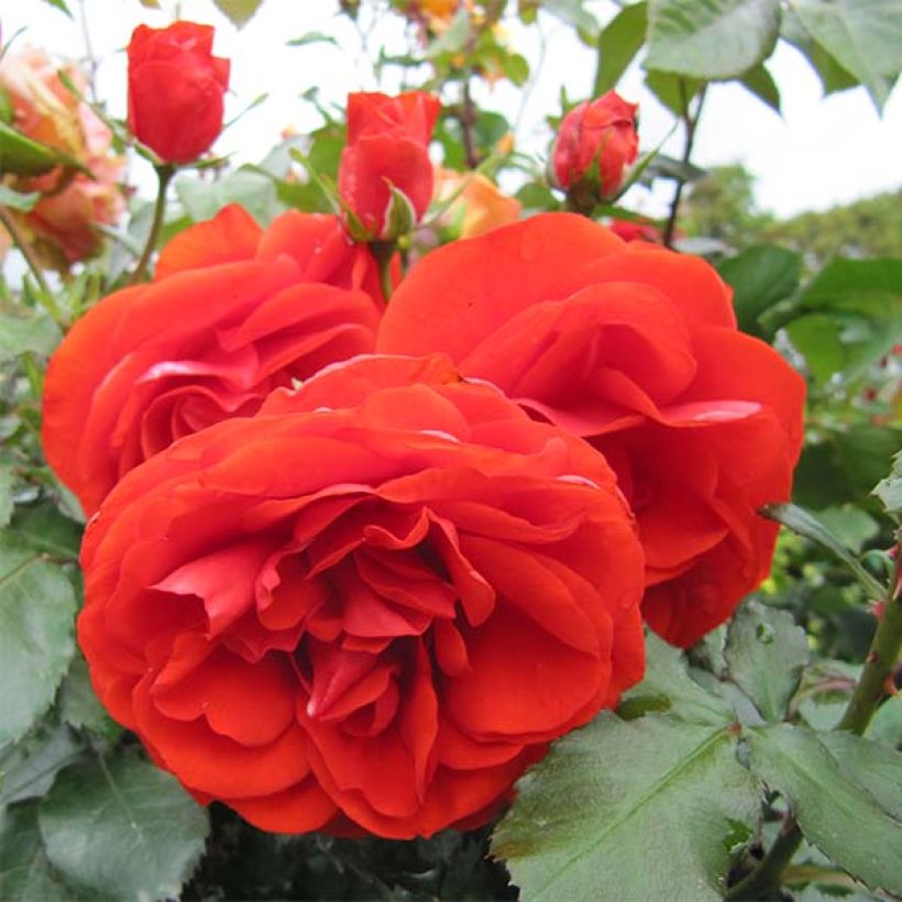 Rosa x floribunda 'Remembrance' - Floribunda Rose (Flowering)