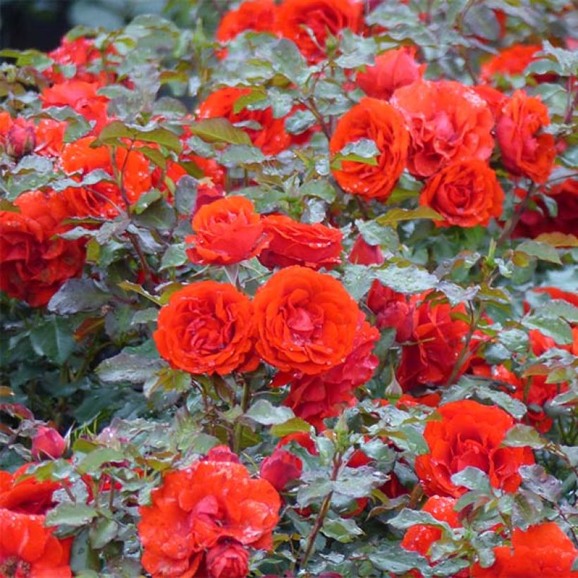 Rosa x floribunda 'Remembrance' - Floribunda Rose (Plant habit)
