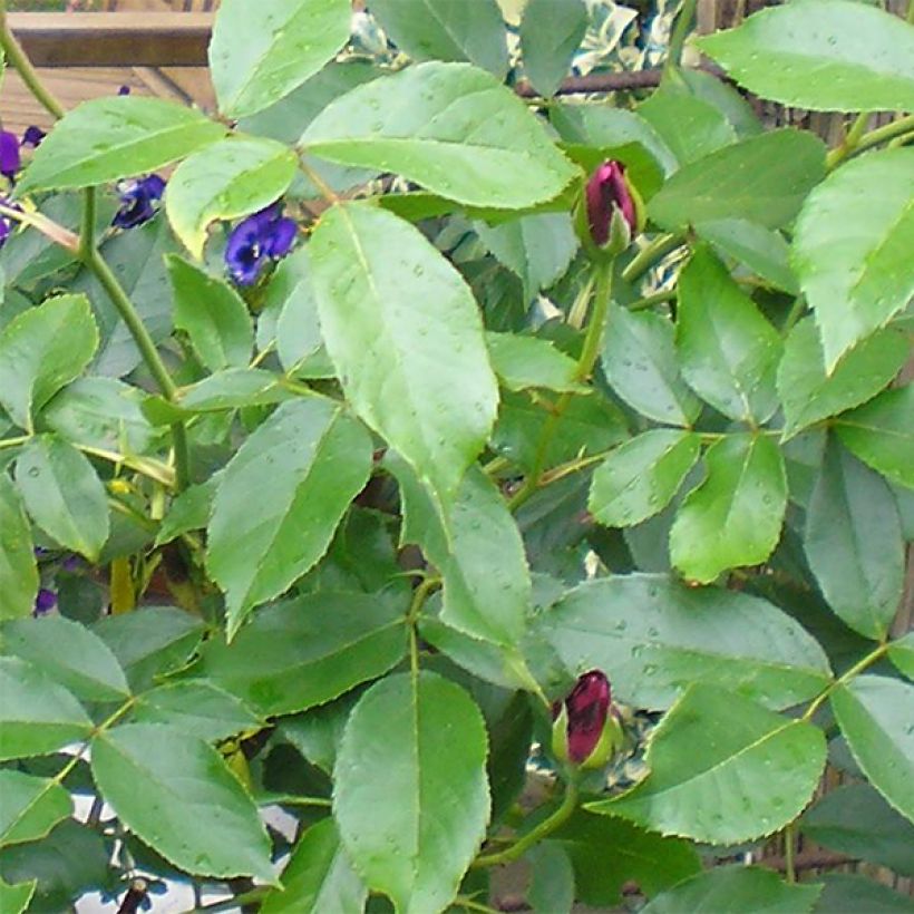 Rosa Burgundy Ice - Floribunda Rose (Foliage)