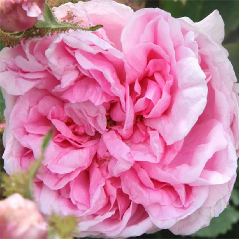 Rosa centifolia Muscosa - White Moss Rose (Flowering)