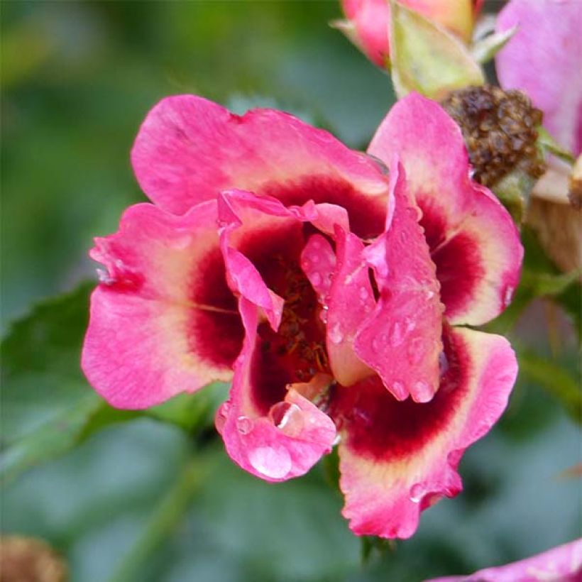 Rosa x persica 'Coral Babylon Eyes' - Miniature Rose (Flowering)