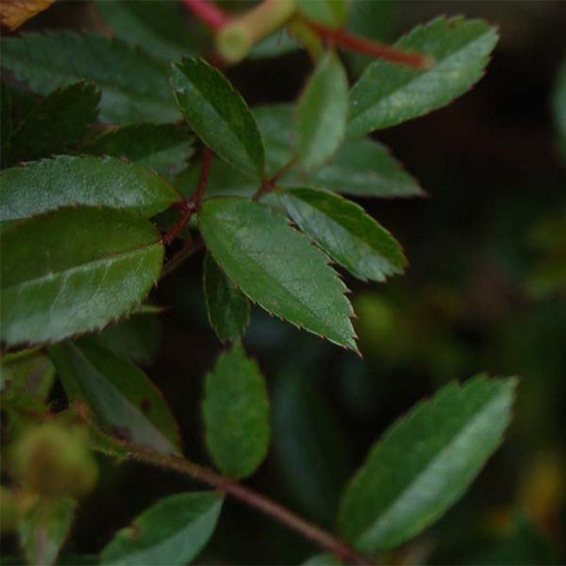 Rosa Nozomi - miniature groundcover or short climbing rose (Foliage)