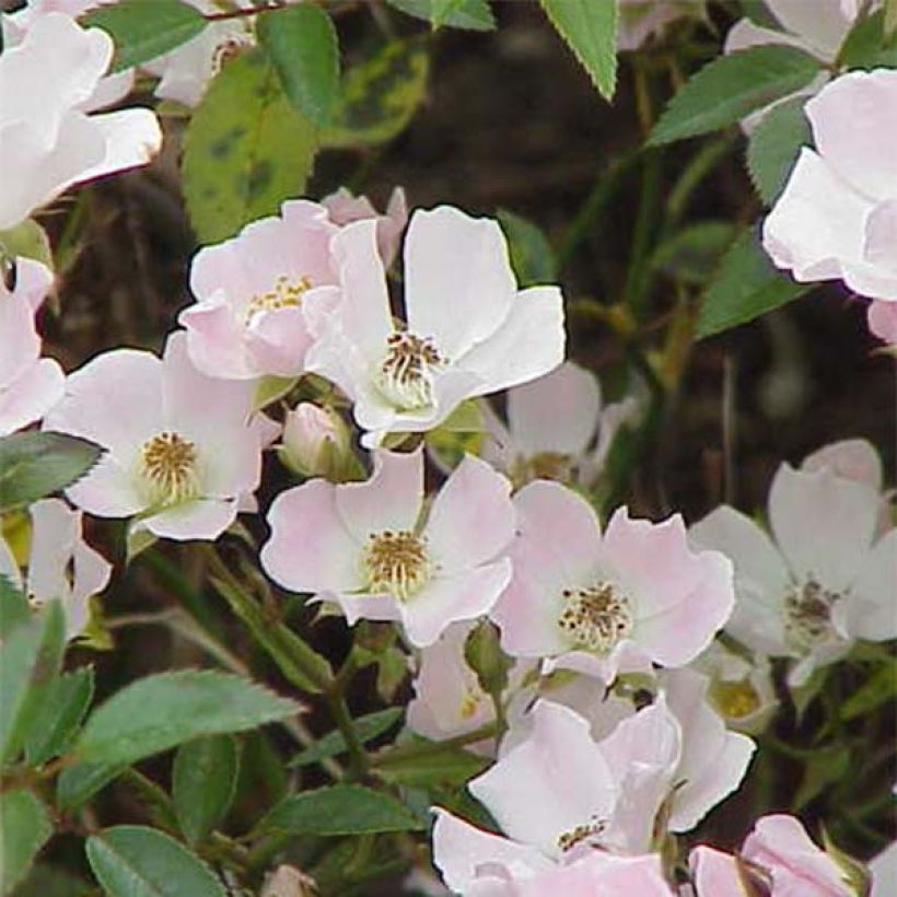 Rosa Nozomi - miniature groundcover or short climbing rose (Flowering)