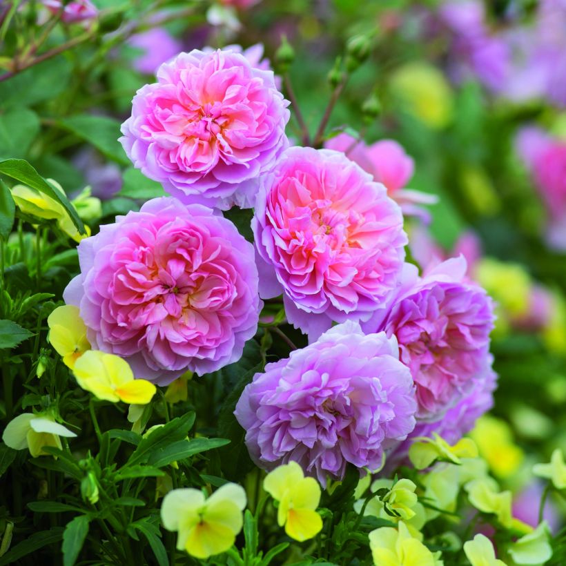 Rosa Anne Boleyn - David Austin shrub rose (Flowering)