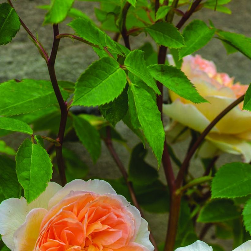 Rosa 'Bathsheba' - Climbing Rose (Foliage)