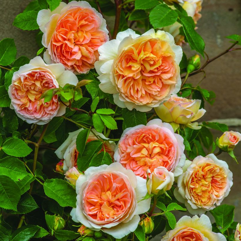 Rosa 'Bathsheba' - Climbing Rose (Flowering)