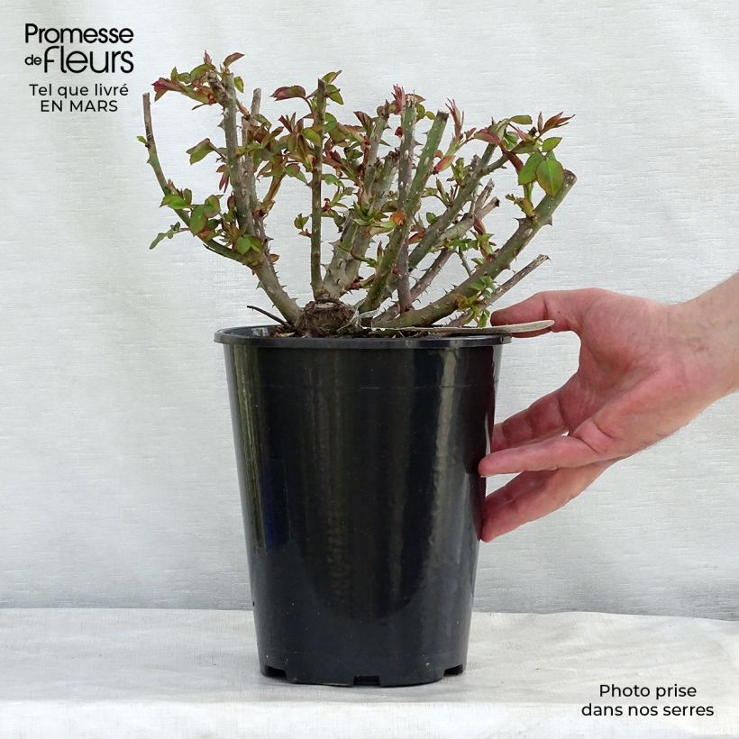 Rosa  Benjamin Britten - English Shrub Rose 4L/5L pot sample as delivered in spring