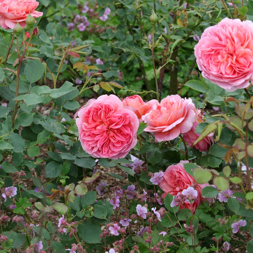 Rosa  Boscobel - English Shrub Rose (Plant habit)