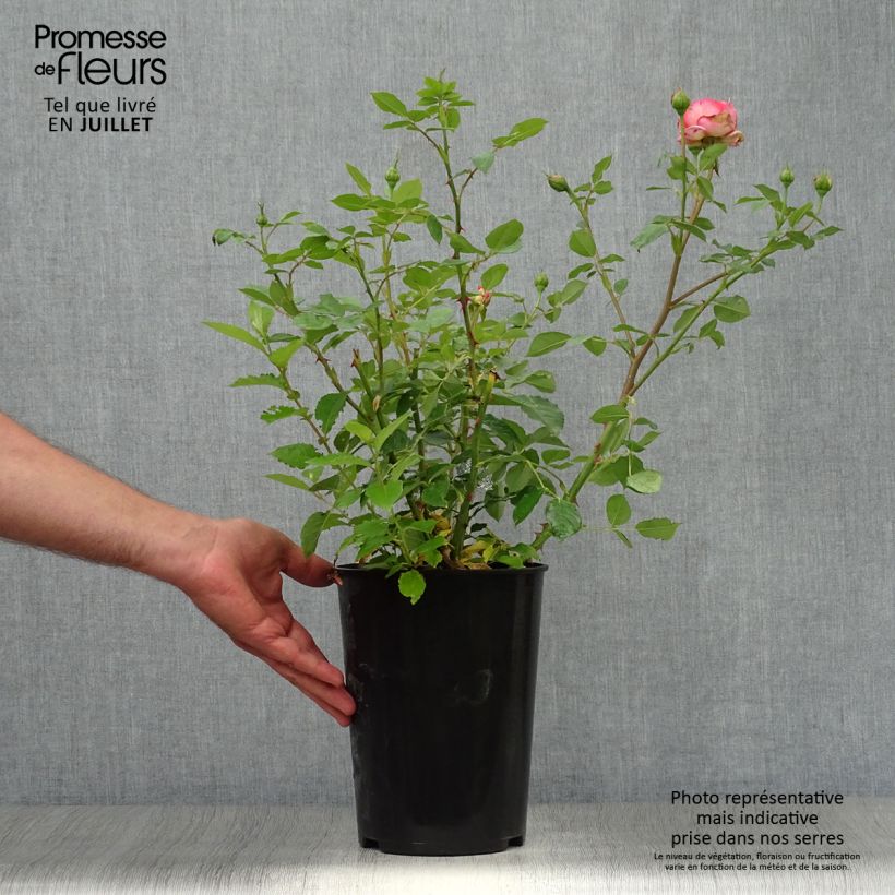Rosa  Boscobel - English Shrub Rose 4L/5L pot sample as delivered in summer