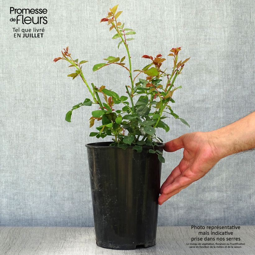 Rosa Charles Darwin- English Rose 4L/5L pot sample as delivered in summer