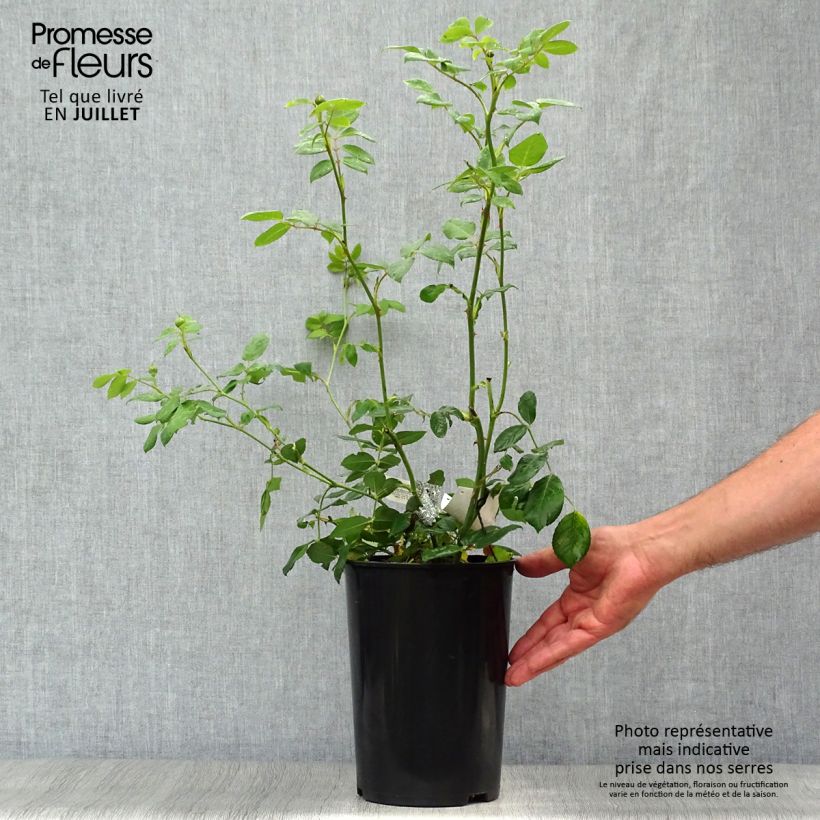 Rosa Claire Austin 4L/5L pot sample as delivered in summer
