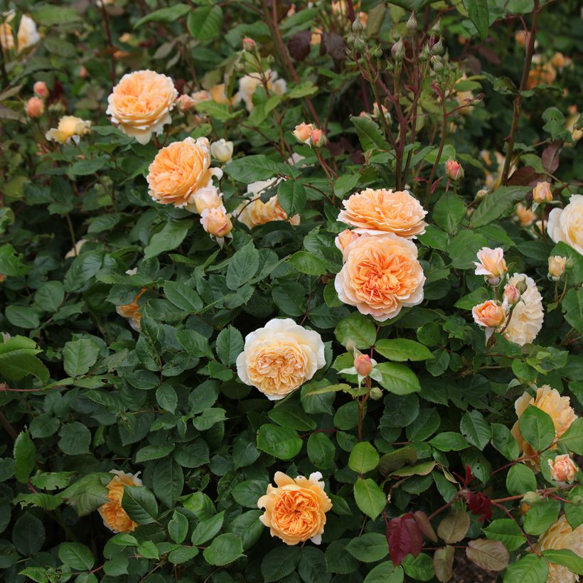 Rosa  Crown Princess Margareta Auswinter (Plant habit)