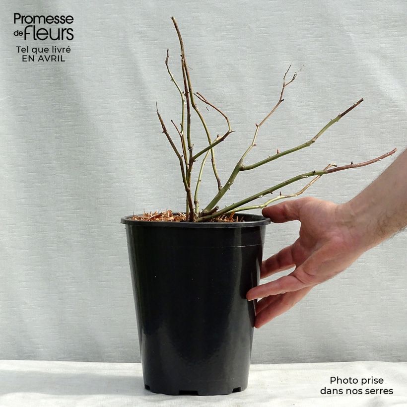 Rosa  Crown Princess Margareta Auswinter 4L/5L pot sample as delivered in spring