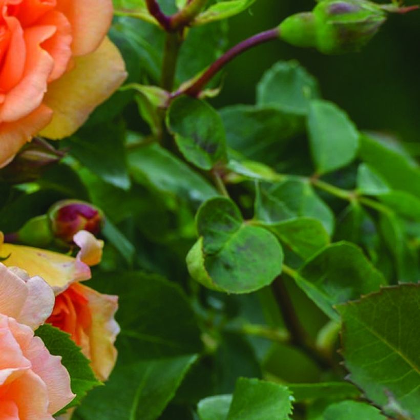 Rosa Dame Judi Dench - Hybrid Musk Rose (Foliage)