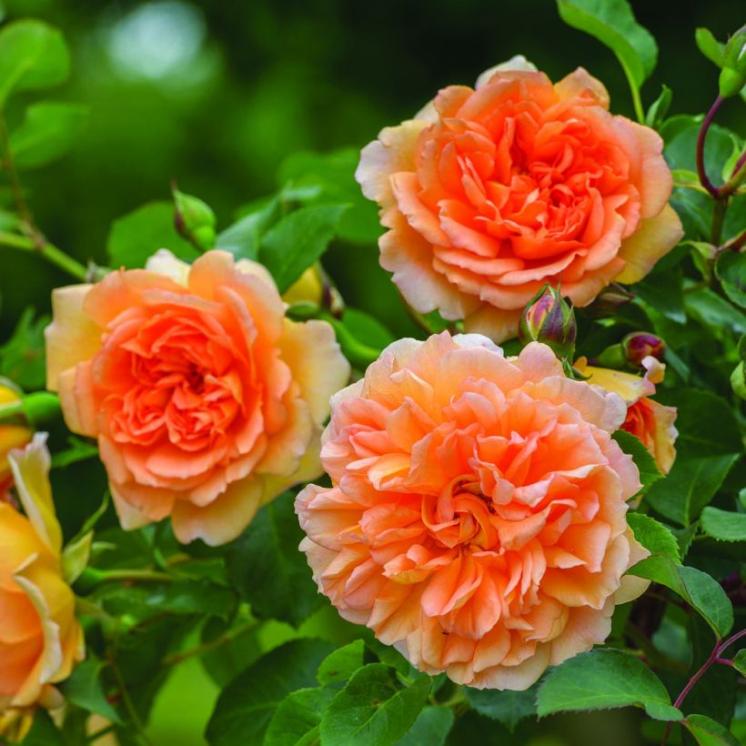 Rosa Dame Judi Dench - Hybrid Musk Rose (Flowering)