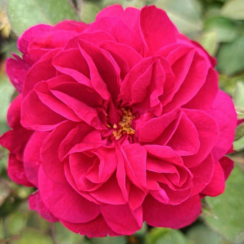 Rosa  Darcey Bussell 'Ausdecorum' (Flowering)