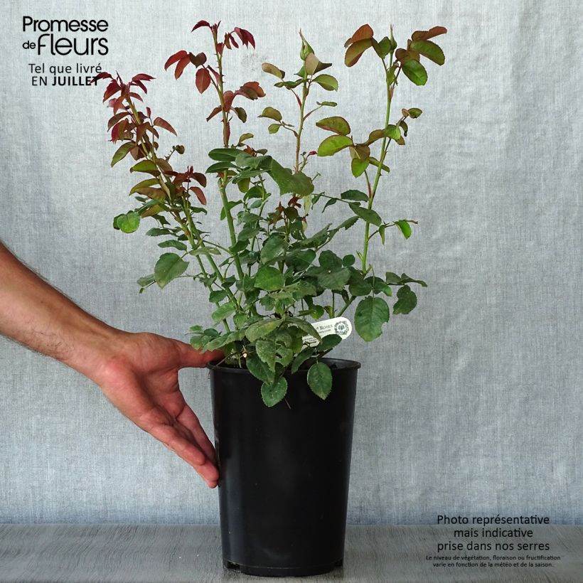 Rosa  Darcey Bussell 'Ausdecorum' 4L/5L pot sample as delivered in summer