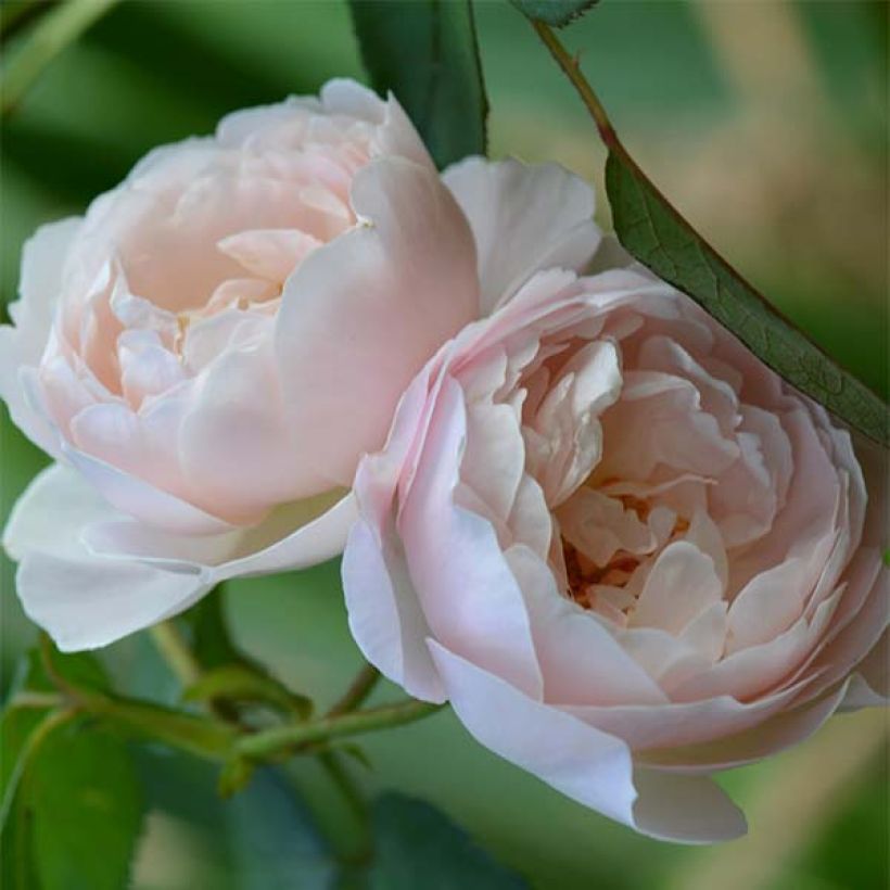 Rosa 'Desdemona' - English Rose (Flowering)