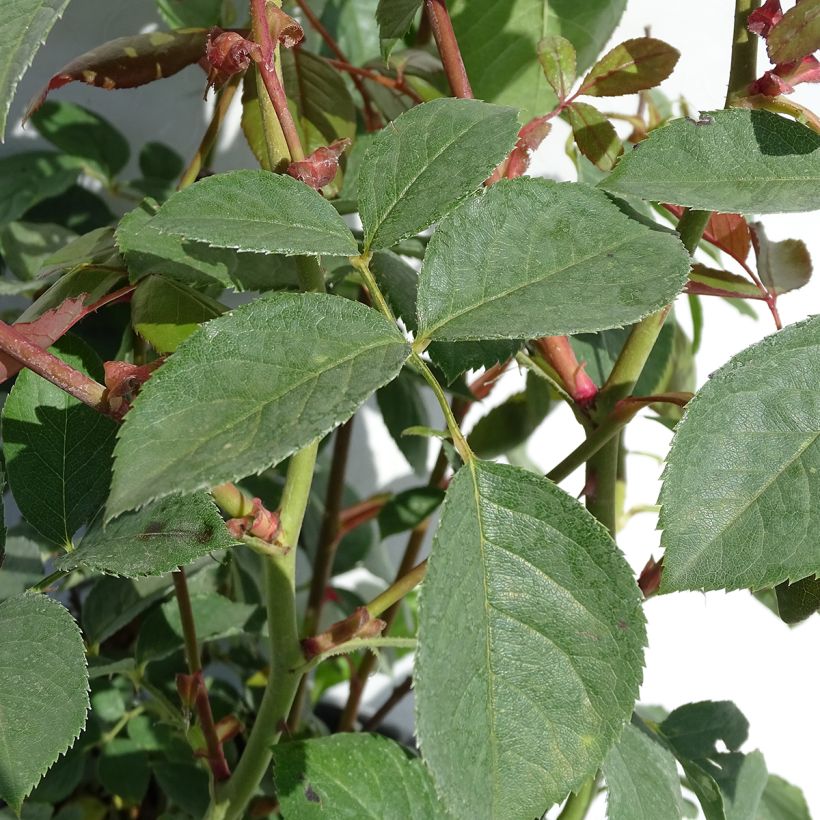 Rosa 'Desdemona' - English Rose (Foliage)