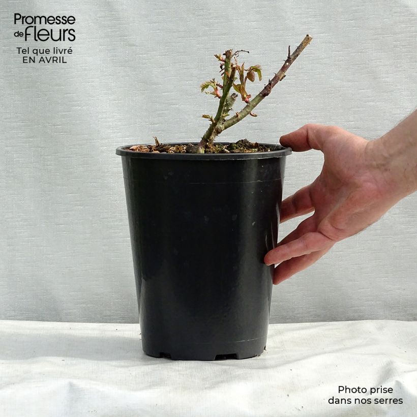 Rosa  Eglantyne - English Shrub Rose 4L/5L pot sample as delivered in spring