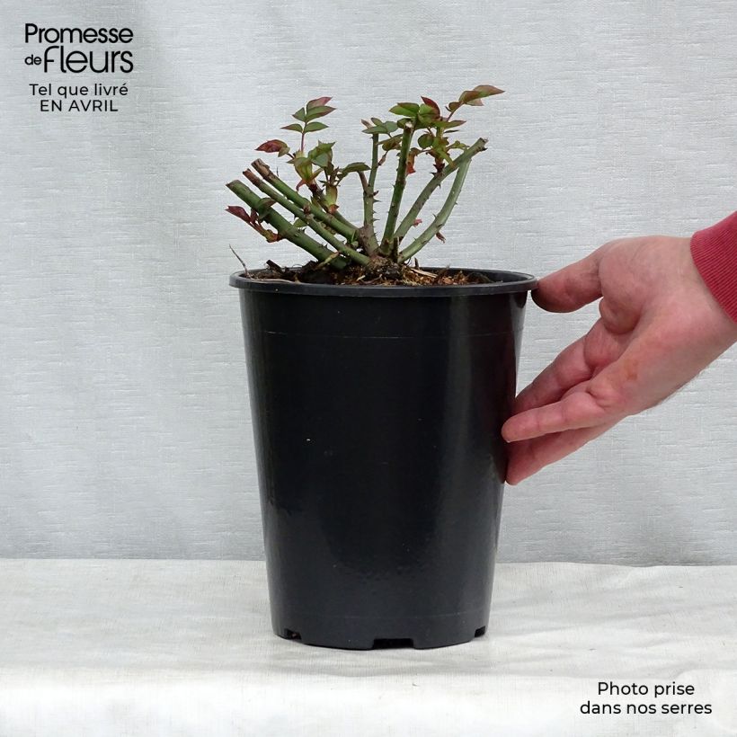 Rosa  Gentle Hermione - English Shrub Rose 4L/5L pot sample as delivered in spring