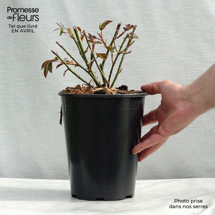Rosa  Gertrude Jekyll - English Rose 4L/5L pot sample as delivered in spring
