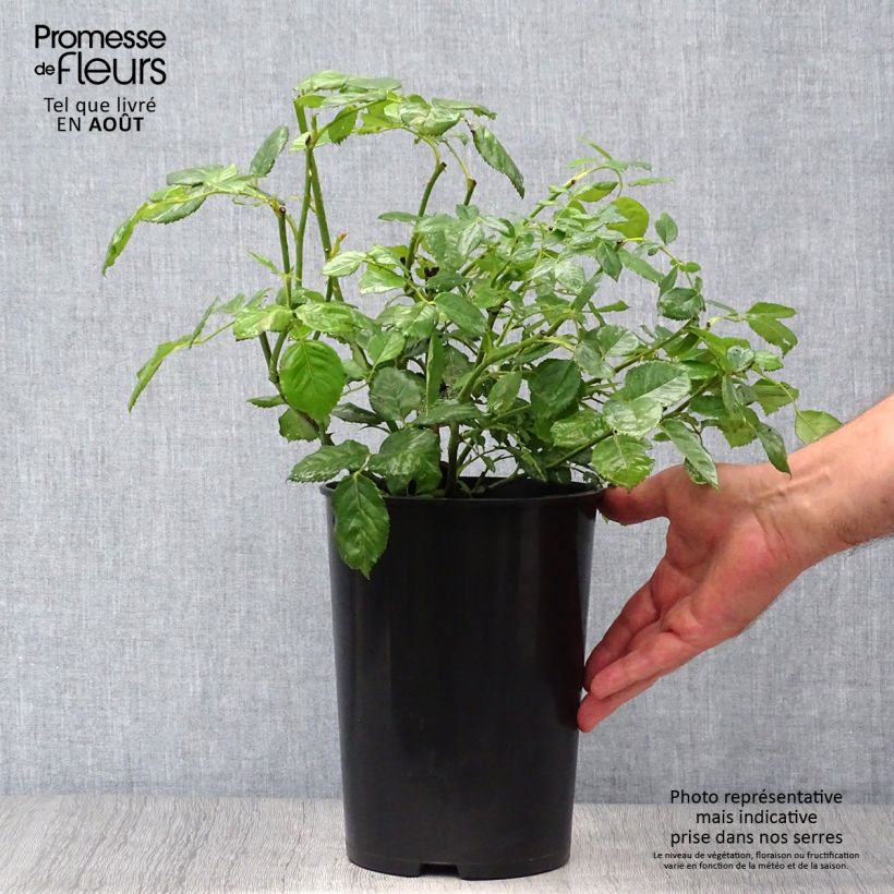 Rosa Golden Celebration 4L/5L pot sample as delivered in summer