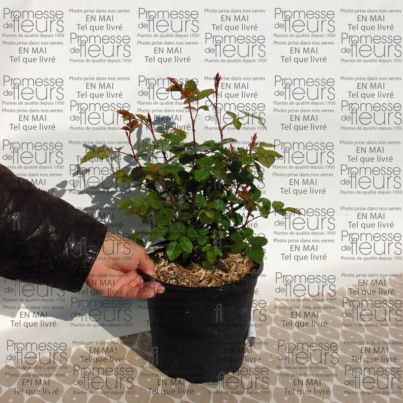 Example of Rosa Grace - English Rose 4L/5L pot specimen as delivered