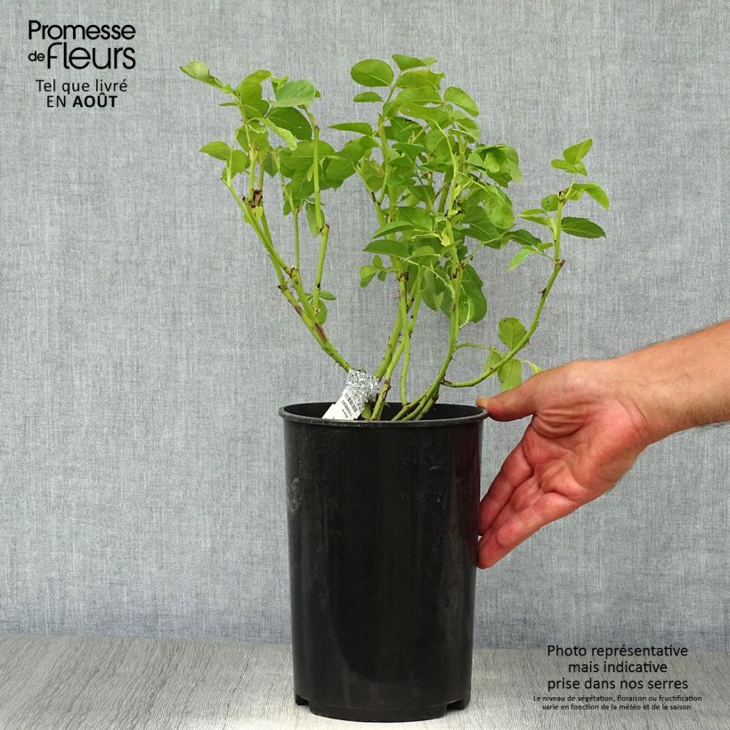 Rosa Graham Thomas - English Shrub Rose 4L/5L pot sample as delivered in summer