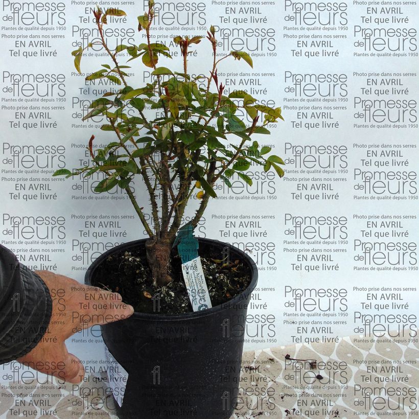 Example of Rosa Harlow Carr - English Shrub Rose 4L/5L pot specimen as delivered