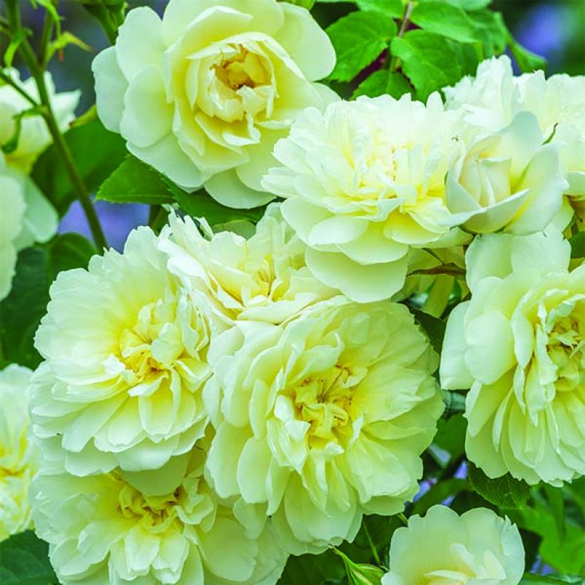 Rosa 'Imogen' - English Rose (Flowering)