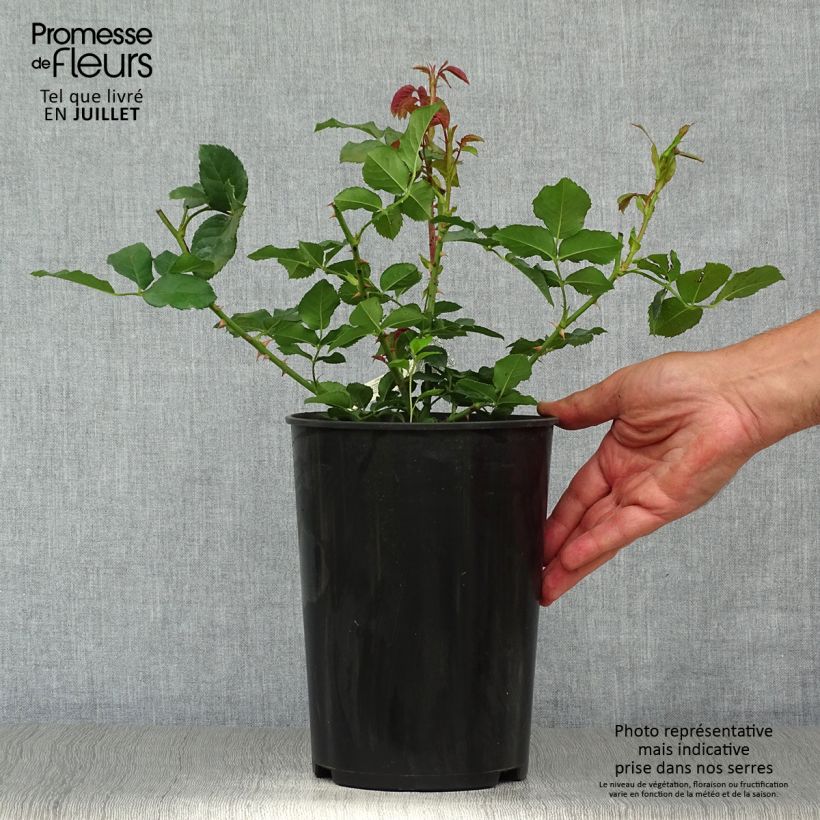 Rosa 'Imogen' - English Rose 4L/5L pot sample as delivered in summer