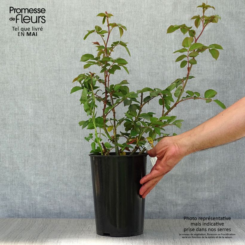 Rosa James Galway - Short climber or shrub rose 4L/5L pot sample as delivered in spring