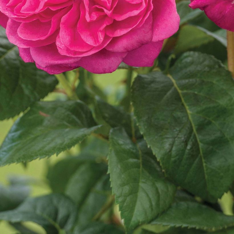 Rosa James L Austin - shrub rose (Foliage)