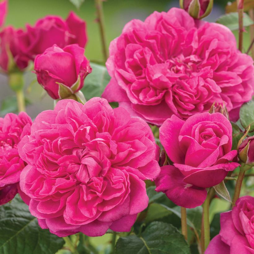 Rosa James L Austin - shrub rose (Flowering)