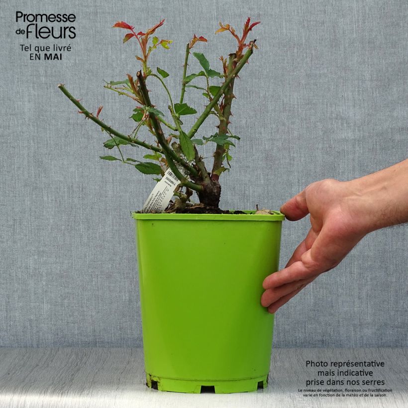 Rosa  Jubilee Celebration Aushunter 4L/5L pot sample as delivered in spring