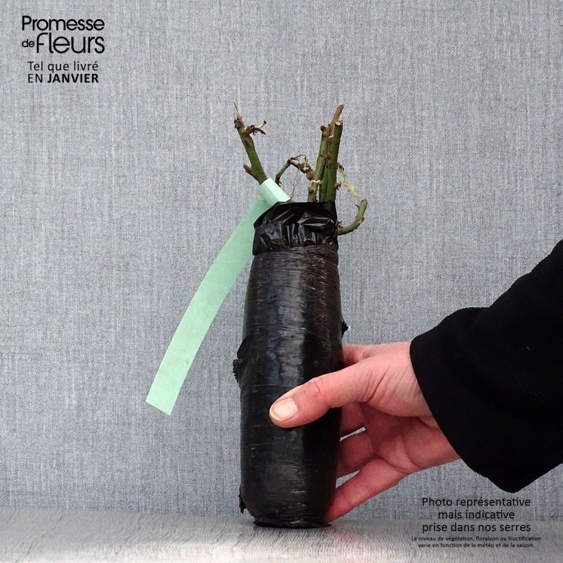 Rosa  Kew Gardens - Hybrid Musk Rose Wrapped bare root sample as delivered in winter