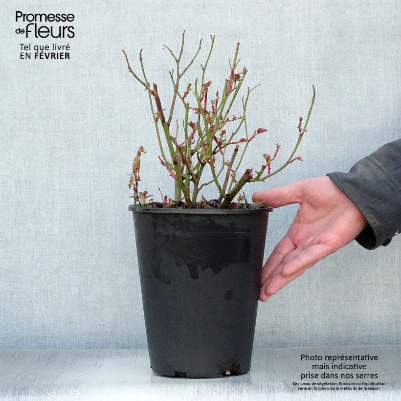 Rosa  Kew Gardens - Hybrid Musk Rose 3L/4L pot sample as delivered in winter