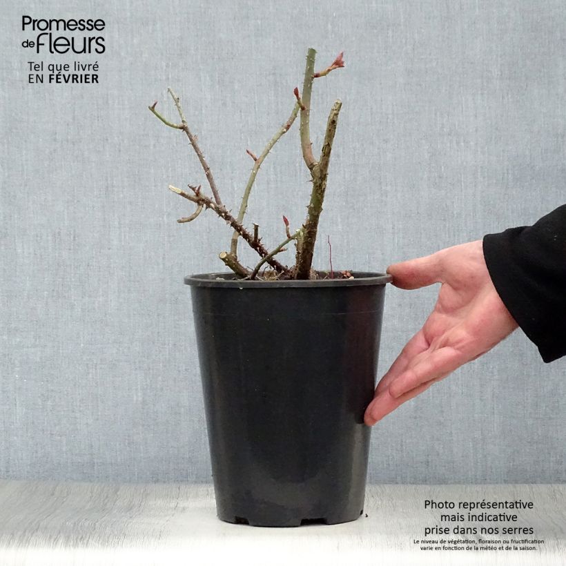 Rosa LD Braithwaite 4L/5L pot sample as delivered in winter