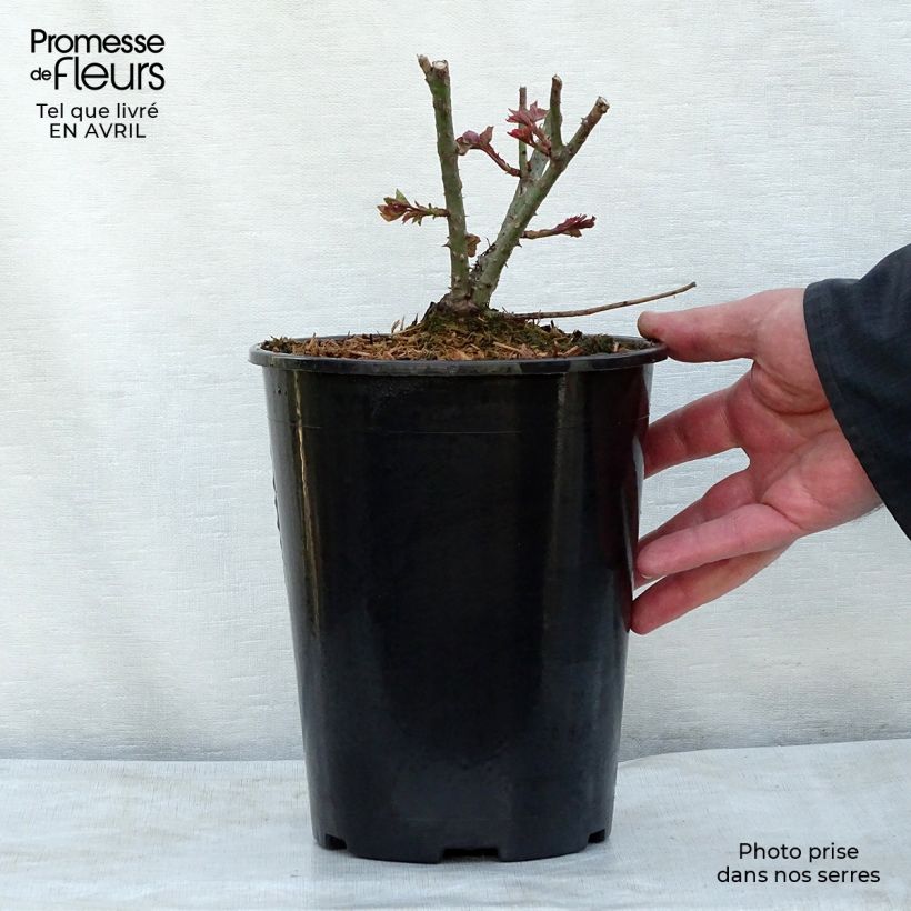 Rosa LD Braithwaite 4L/5L pot sample as delivered in spring
