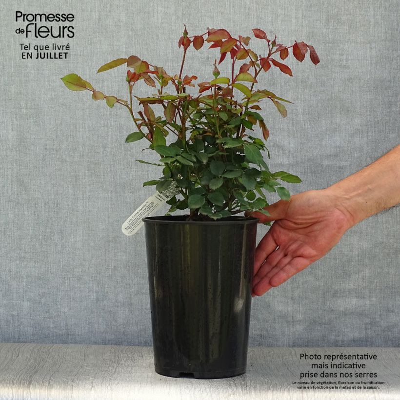 Rosa  Lady Emma Hamilton - English Shrub Rose 4L/5L pot sample as delivered in summer