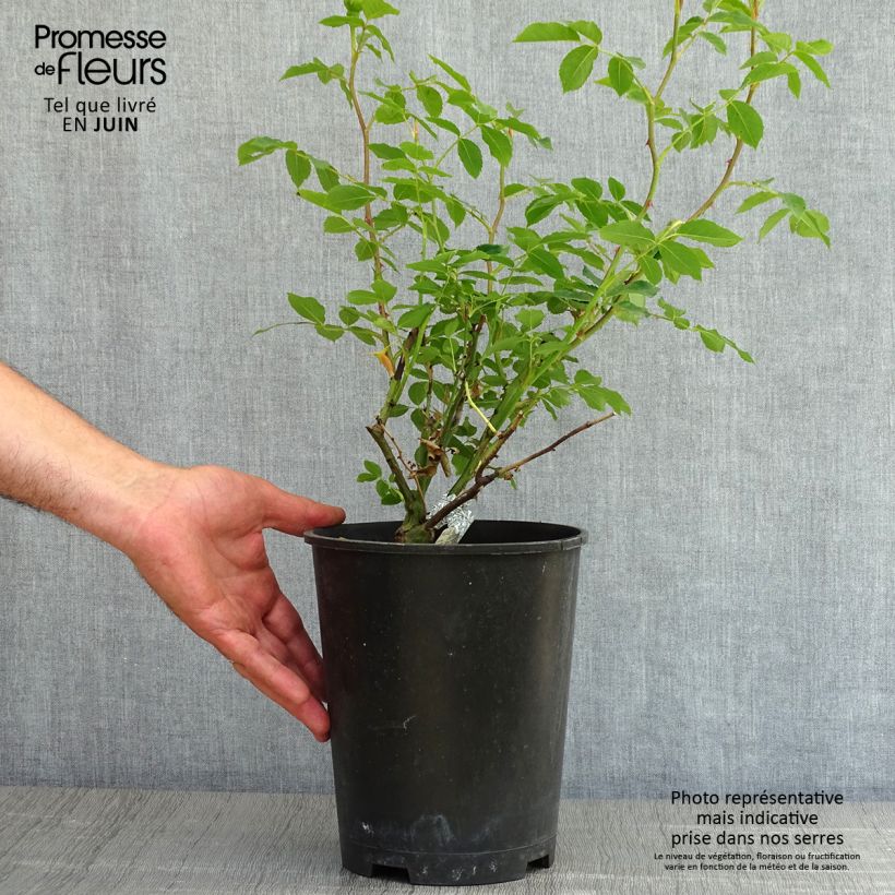 Rosa Lady of Shalott 4L/5L pot sample as delivered in spring