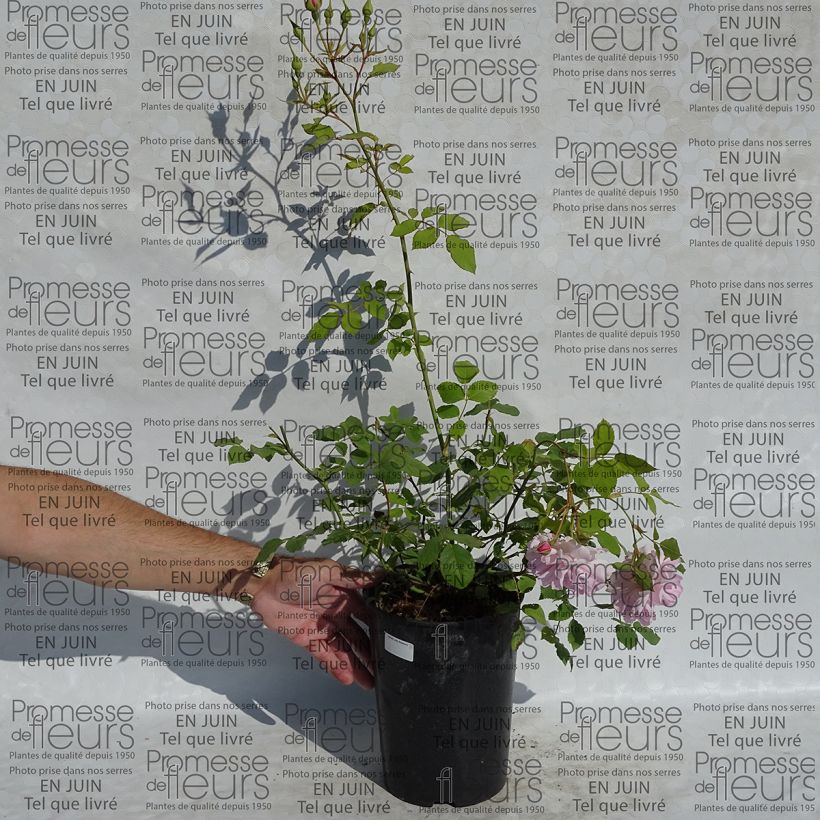Example of Rosa Lady Salisbury - English Shrub Rose 4L/5L pot specimen as delivered