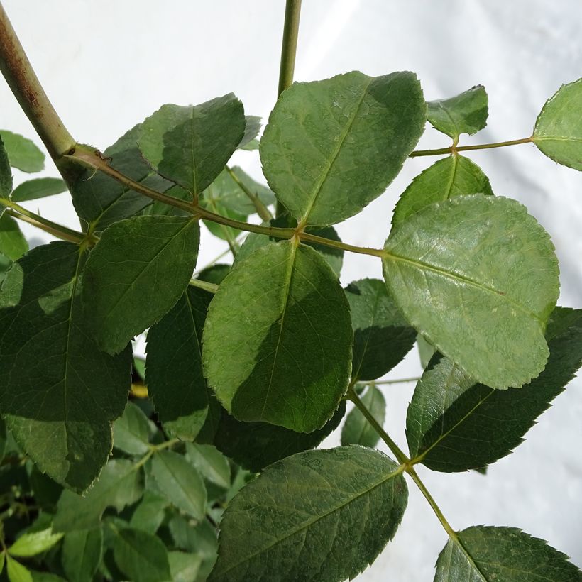 Rosa 'Lichfield Angel' - English Rose (Foliage)