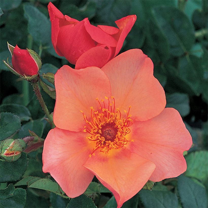 Rosa Morning Mist - English Rose (Flowering)